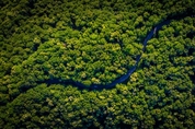 아마존 열대우림, 한계에 가까워져…30년 뒤 티핑포인트