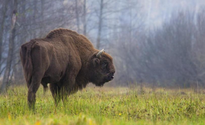 유럽들소가 개체수를 회복했다. (사진=IUCN)