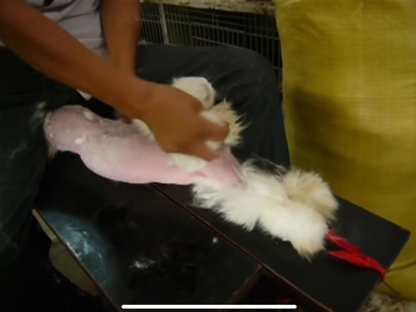 PETA가 공개한 앙고라 토끼털 채취 현장(사진=PETA 영상 갈무리)