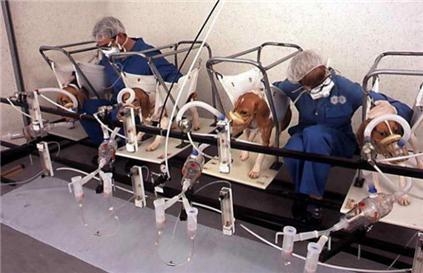 (사진=PETA 제공)