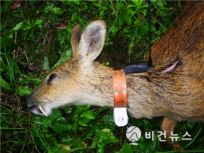 GPS추적장치를 부착한 수컷고라니(사진=환경부) 