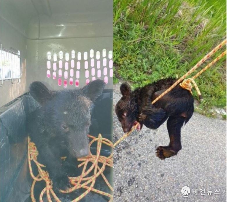 불법증식 새끼 반달가슴곰 (사진=녹색연합)