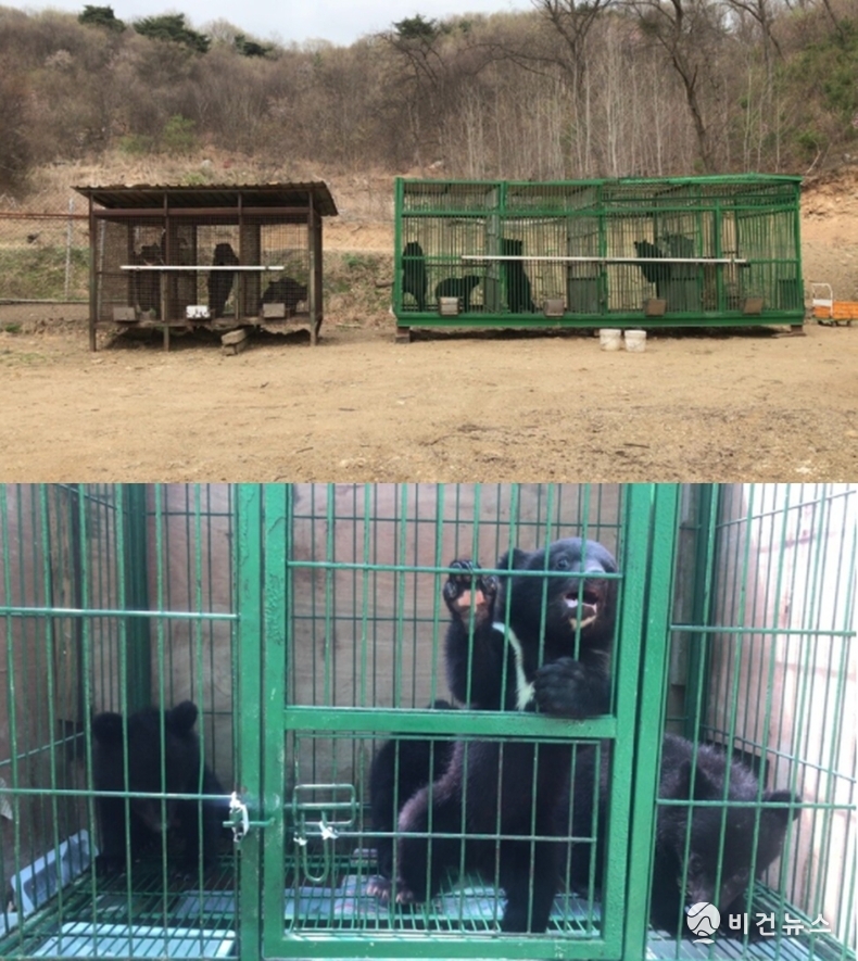 지난 7월 여주 한 농가에서 탈출해 농수로에 빠졌던 불법증식 새끼 반달곰이 구조됐다. (사진=여주소방서)