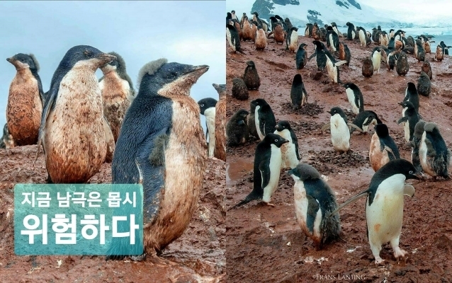 진흙과 배설물로 범벅이 된 펭귄이 포착됐다. (사진=서울클라이밋세이브 페이스북 /Frans Lanting, National Geographic)