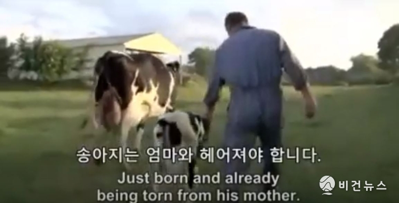 어미소와 생이별하는 송아지. (사진=한국채식연합)