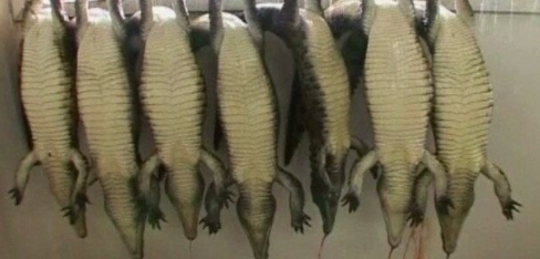 페타(PETA)가 공개한 악어 도살 장면 갈무리 (사진=PETA)
