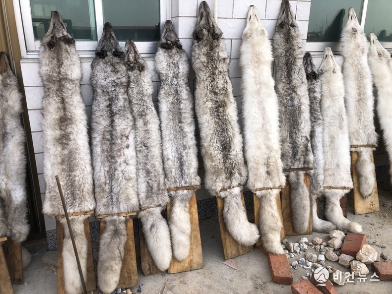 모피가 되길 기다리는 동물들의 가죽. (사진=HSI 제공)