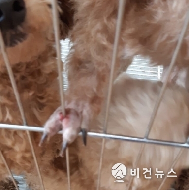발가락이 찢긴 실습견 (사진=A씨 제공)