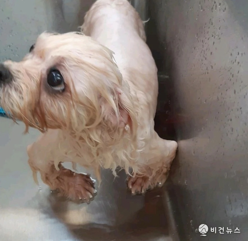 다리가 굽어 제대로 서 있기도 힘든 실습견 (사진=A씨 제공)