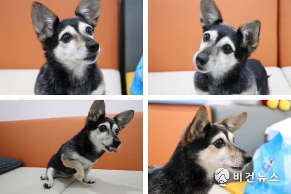 아델(믹스견), 암컷, 12세, 4.0kg / 2019년 긴급구조된 작고 귀여운 아델. 하반신에 장애가 있지만 앞발로 씩씩하게 걸어다닌다. 초롱초롱하고 진실된 두 눈이 우주를 닮았다.