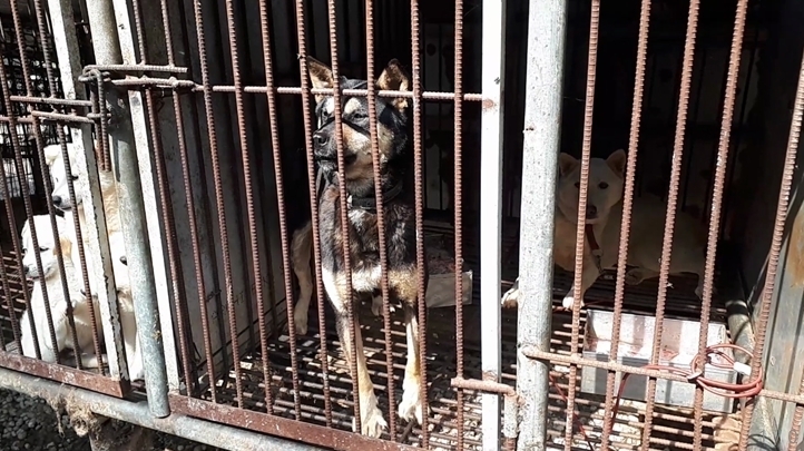 개농장의 개들은 물도 마시지 못한 채 뜬장에 갇혀 살고 있다. (사진=경기도)