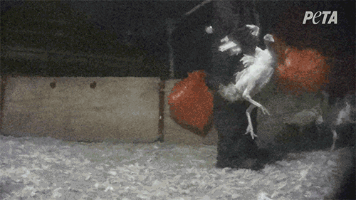 PETA가 공개한 영상에는 칠면조를 던지는 모습이 담겼다. (사진=PETA)