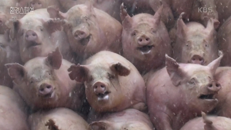 아프리카 돼지 열병으로 19만 마리가 살처분 됐다. (사진='환경스페셜' 갈무리)
