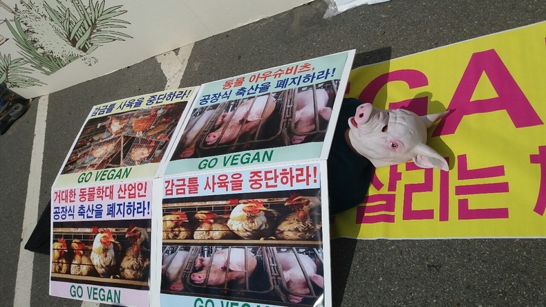 (사진=한국동물보호연합)