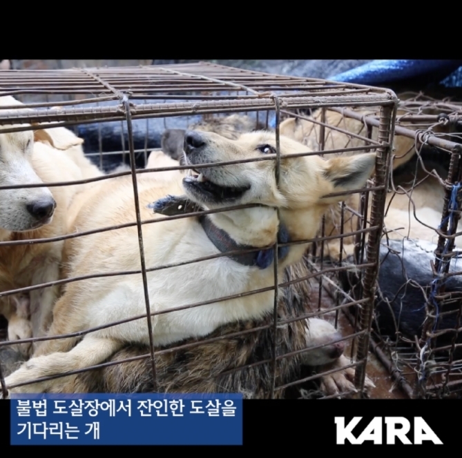 (사진=동물권 행동 카라 제공)