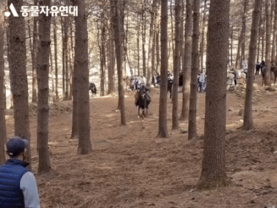 (사진=동물자유연대 제공)