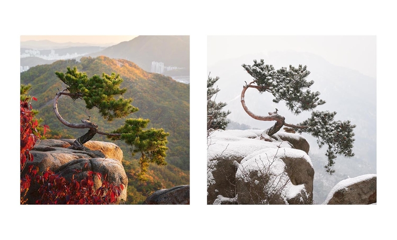 독특한 가지의 소나무, 두 계절. (사진=호맹 작가 제공)
