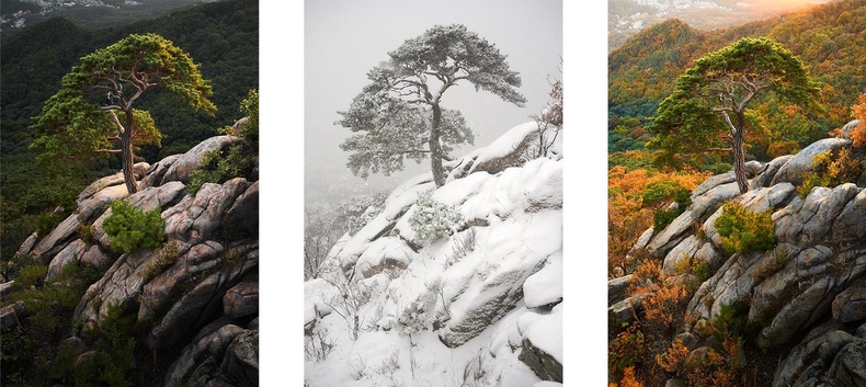 절벽 위 소나무, 세 계절. (사진=호맹 작가 제공)