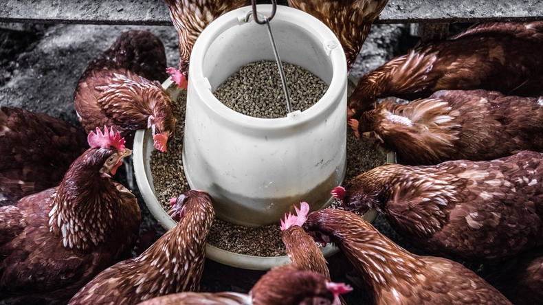 식물성 식단으로의 전환은 더 많은 농지를 인간을 위해 사용할 수 있도록 한다. (사진=unsplash)