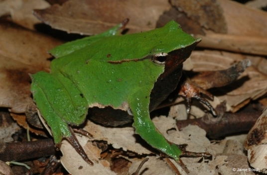 다윈 개구리(Rhinoderma darwinii)는 생물종 녹색목록(Green Status of Species)이 ‘위태롭게 고갈됨(Critically Depleted)’에 해당하지만 회복될 가능성이 매우 높다. (사진=WWF 지구생명보고서 갈무리)