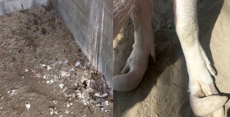 (사진=PETA 홈페이지 갈무리)