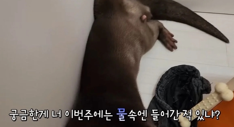 (사진=유튜브 다흑 영상 갈무리)