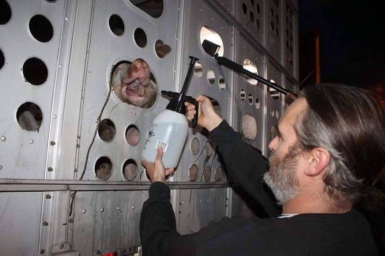 호아킨 피닉스가 비질 활동에 참석해 도살장으로 향하는 돼지에게 물을 주고 있다. (사진=LA Animal Save 홈페이지 갈무리)