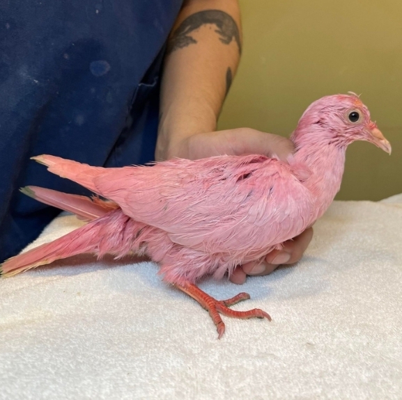 (사진=Wild Bird Fund 공식 SNS 갈무리)