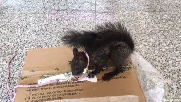 다람쥐 탐색단의 훈련 과정. (사진=중국 인민일보 갈무리)