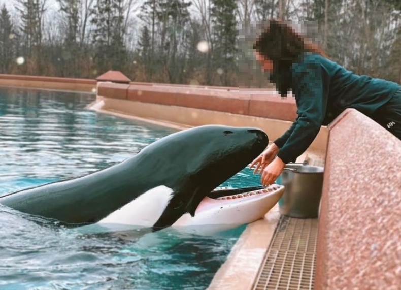 ‘세상에서 가장 외로운 범고래’ 로 불리던 키스카가 지난 9일 사망했다. (사진=Marineland of Canada 인스타그램 갈무리)