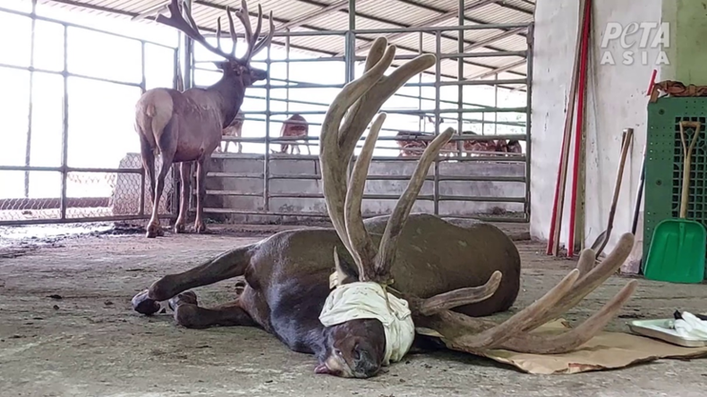 (사진=PETA 아시아 제공)
