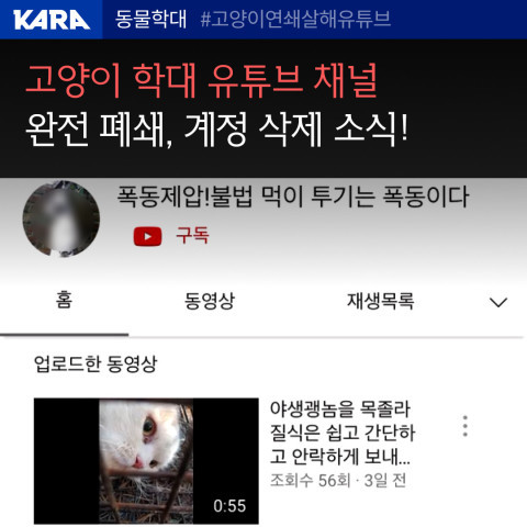 (사진=동물권행동 카라 제공)
