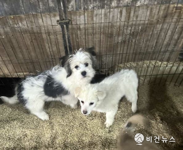 (사진=루시의 친구들 제공)