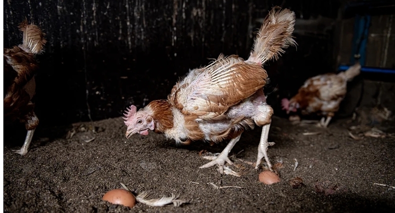 (사진=Animal Justice Project 홈페이지 갈무리)