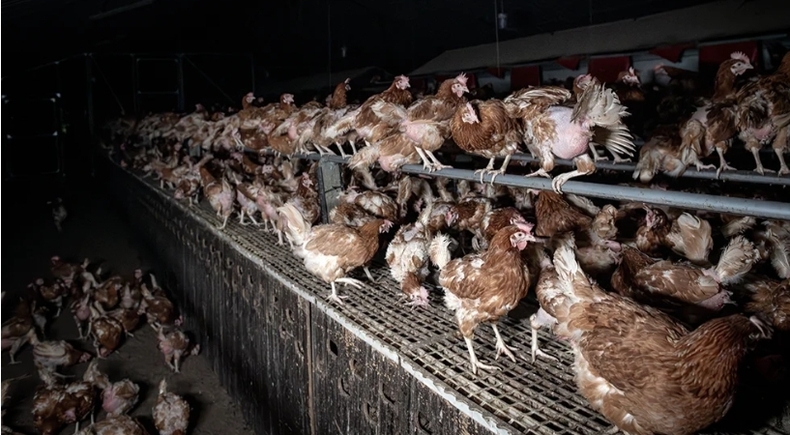 (사진=Animal Justice Project 홈페이지 갈무리)
