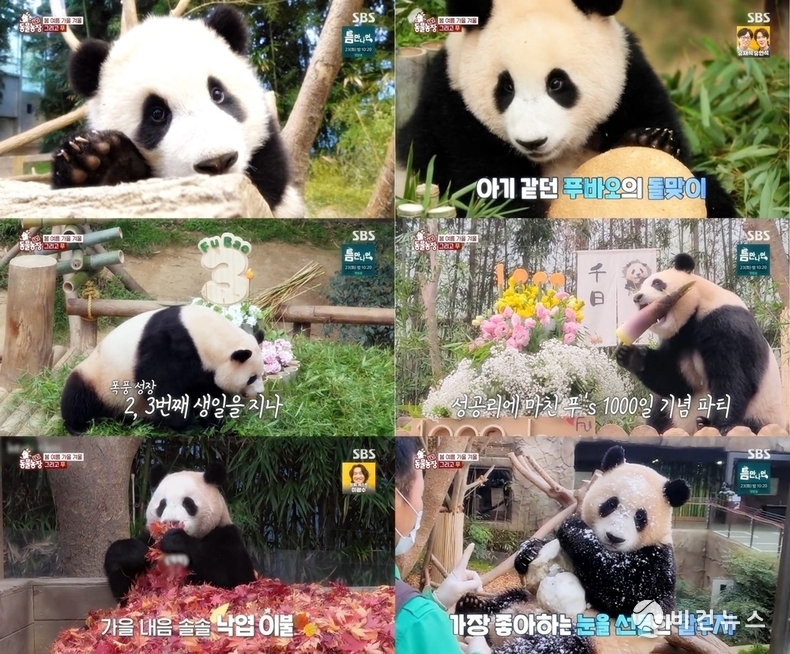 (사진=SBS 'TV 동물농장' 갈무리)