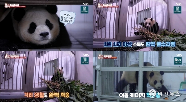 (사진=SBS 'TV 동물농장' 갈무리)