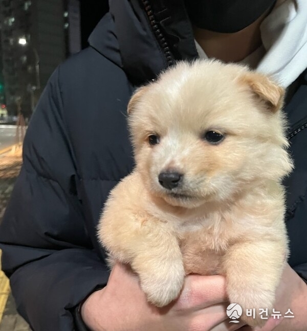 안 씨가 안고 있던 '진티즈'의 마지막 모습. (사진=동물권행동 카라 제공)
