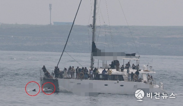 지난 7일 대정읍 상모리 인근 해상에서 관광선박이 남방큰돌고래에 선수파를 유도하는 상황. (사진=핫핑크돌핀스 제공)