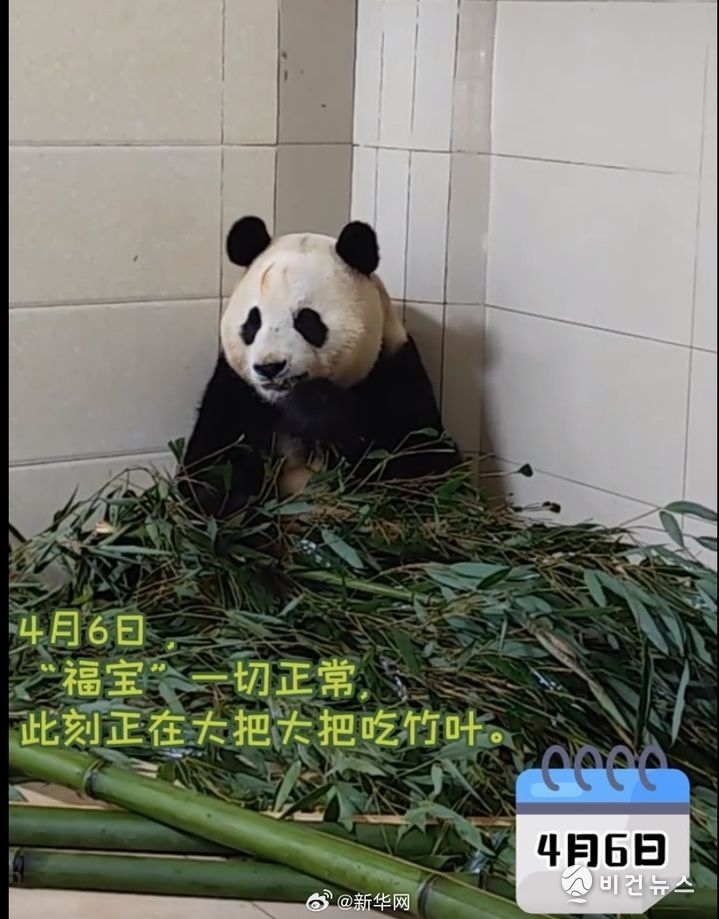 (사진=자이언트판다보호연구센터 위챗 갈무리)
