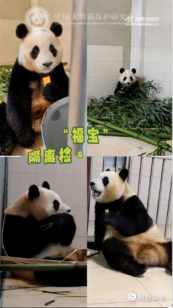 (사진=중국 판다보존연구센터 웨이보 갈무리)