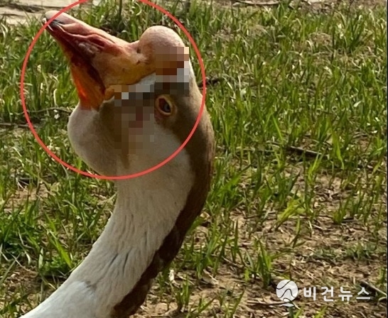(사진=동물자유연대 인스타그램 갈무리)