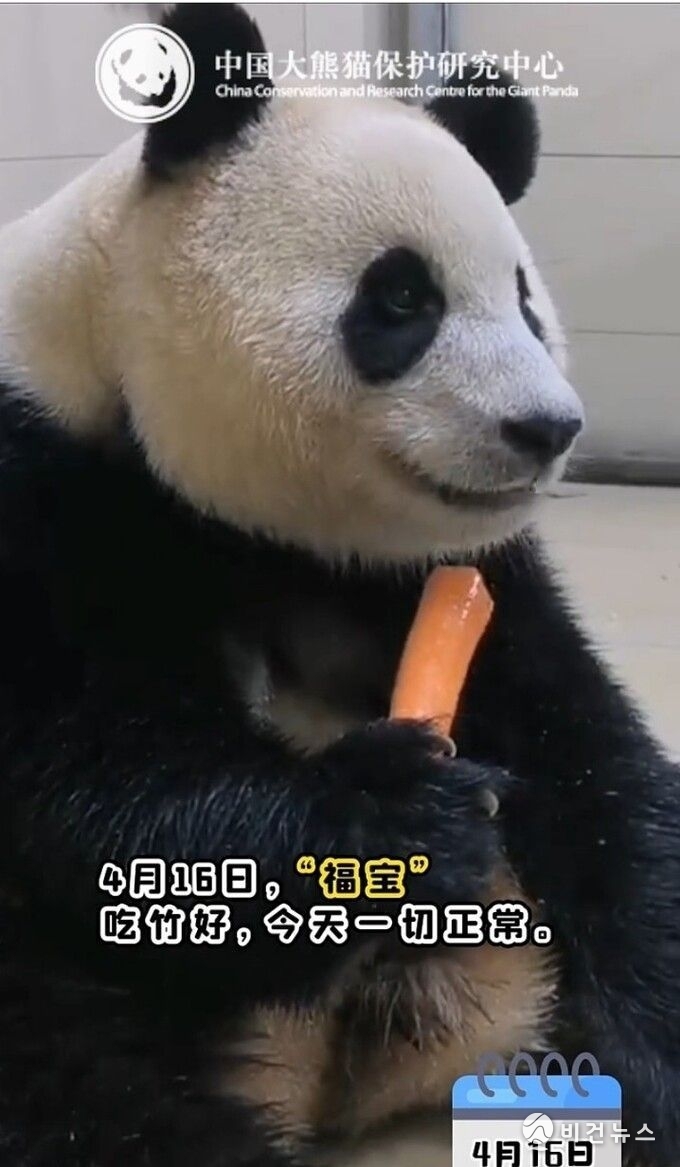 (사진=중국 자이언트 판다보호연구센터 웨이보 갈무리)