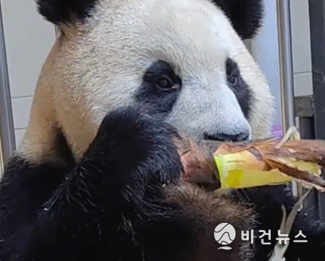 (사진=중국판다보호연구센터 웨이보 갈무리)