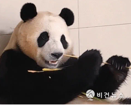 (사진=중국판다보호연구센터 웨이보 갈무리)