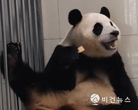 (사진=중국판다보호연구센터 웨이보 갈무리)