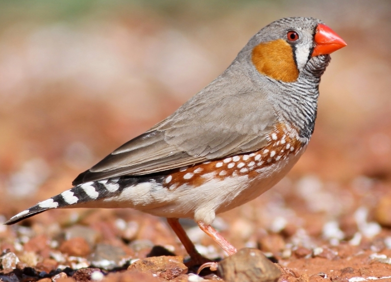 zebra finches. (사진=ebird 제공)