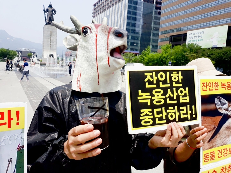 (사진=한국동물보호연합 제공)