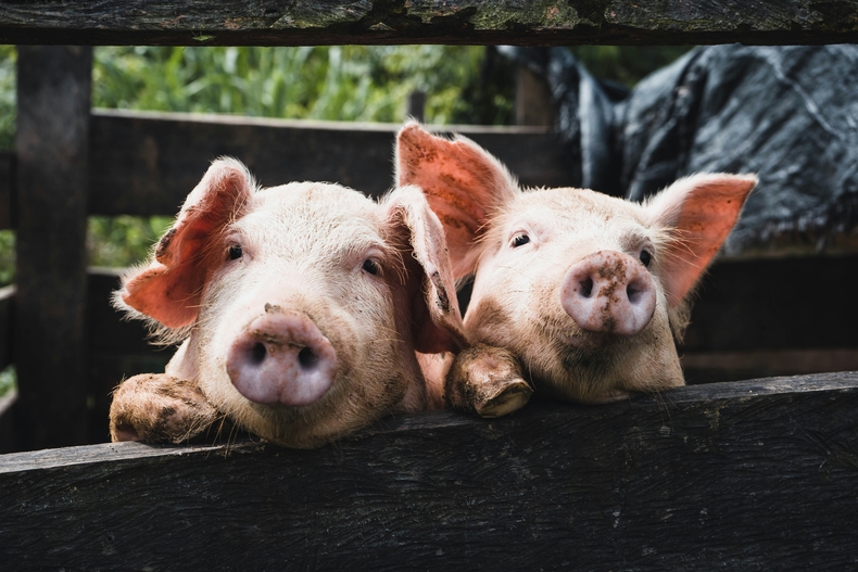 세계적인 낙농 국가인 덴마크가 세계 최초로 가축에 세금을 매긴다고 발표했다. (사진=unsplash)