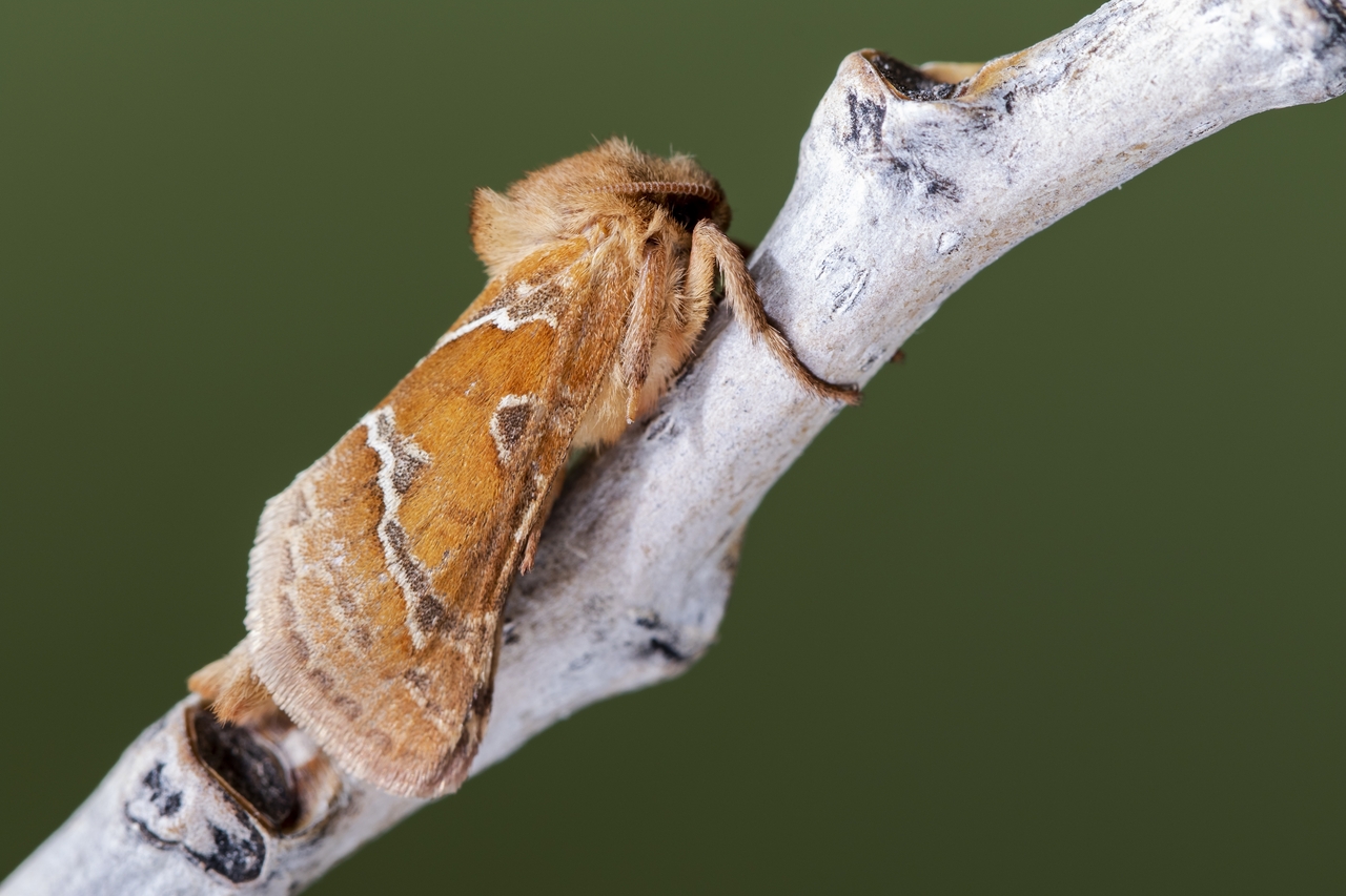 Helicoverpa armigera. (사진=Freepik) 